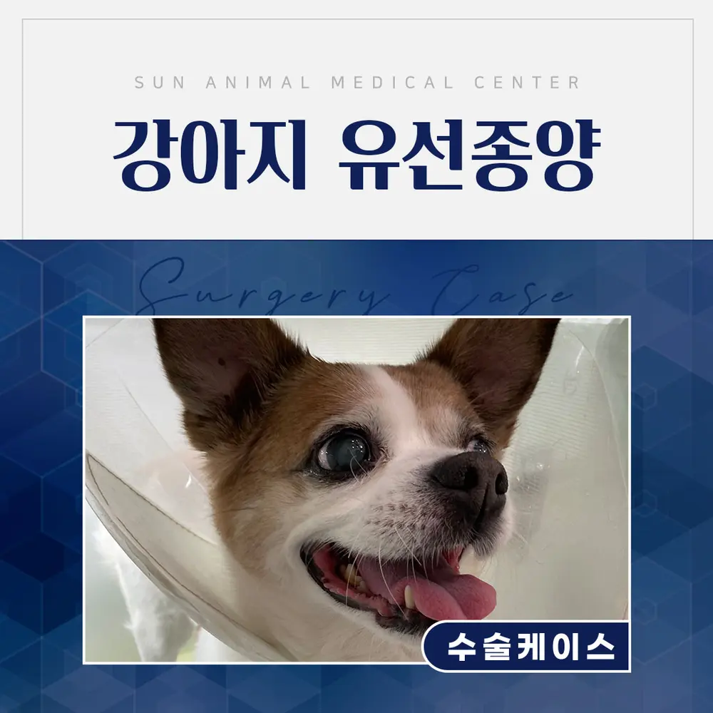 15살 봄이가 강아지유선종양수술을 받았어요