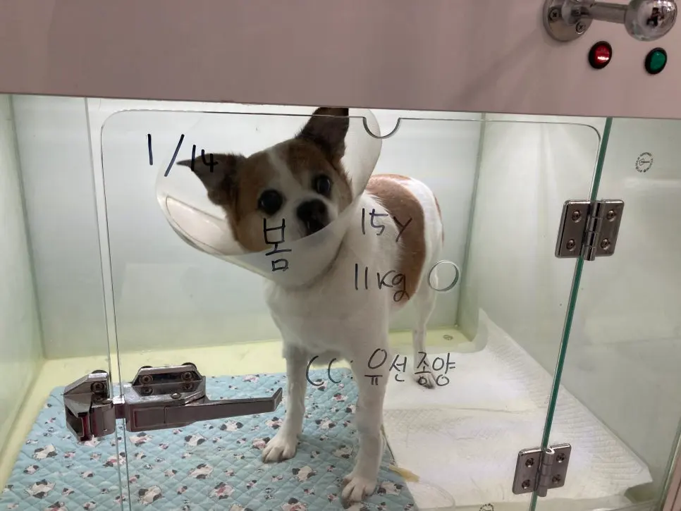 15살 봄이가 강아지유선종양수술을 받았어요