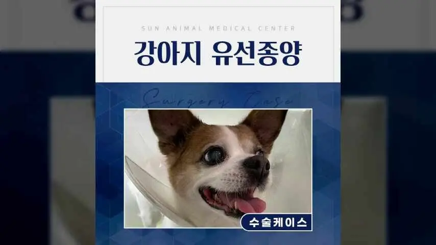 15살 봄이가 강아지유선종양수술을 받았어요 영상