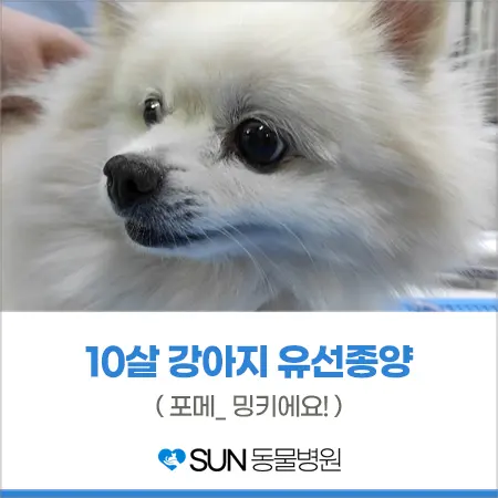 10살 강아지 유선종양 수술 이야기