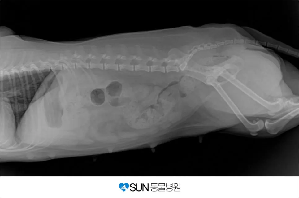 10살 강아지 유선종양 수술 이야기