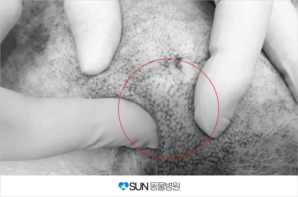 10살 강아지 유선종양 수술 이야기