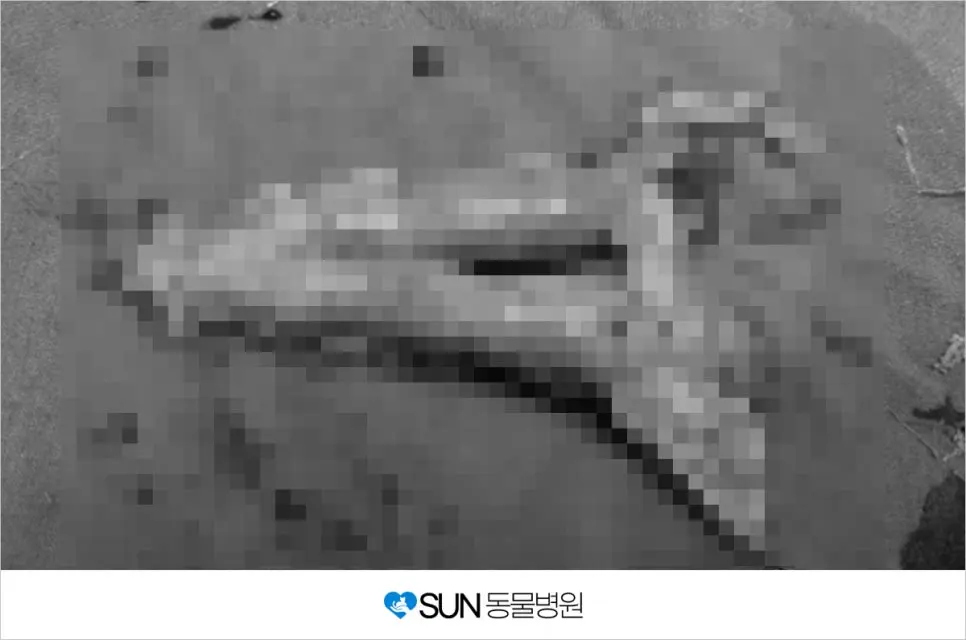 10살 강아지 유선종양 수술 이야기