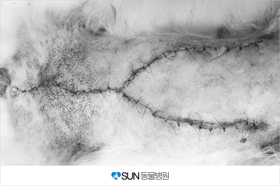 10살 강아지 유선종양 수술 이야기
