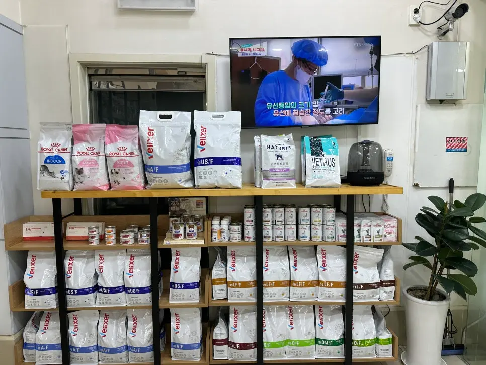 12살 강아지 유선종양 전체 적출 수술했어요
