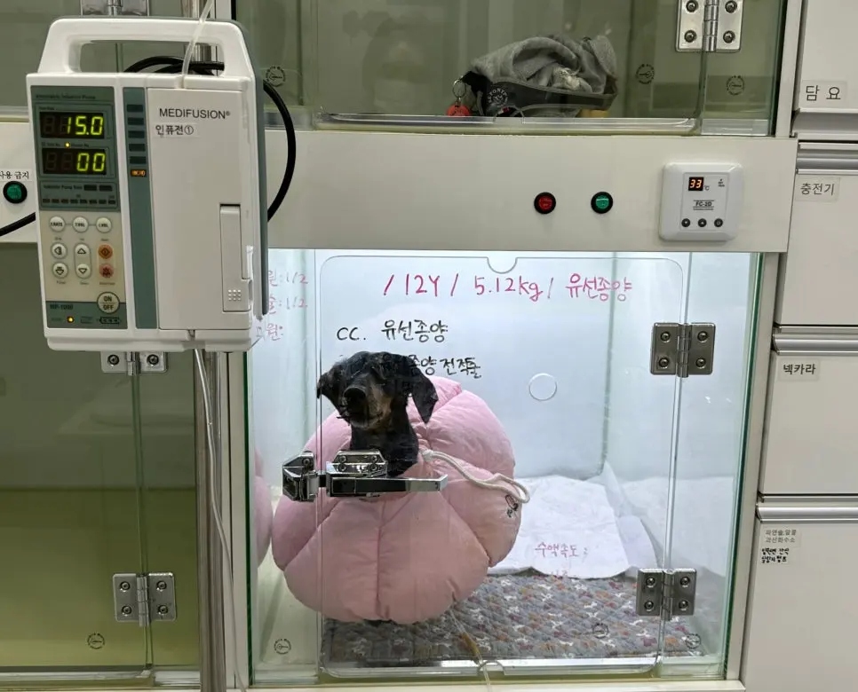 12살 강아지 유선종양 전체 적출 수술했어요