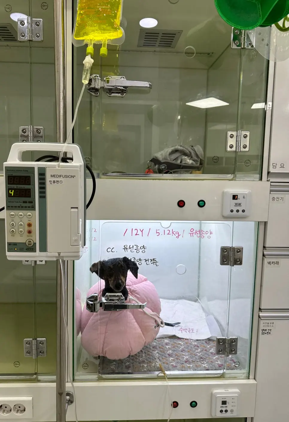 12살 강아지 유선종양 전체 적출 수술했어요