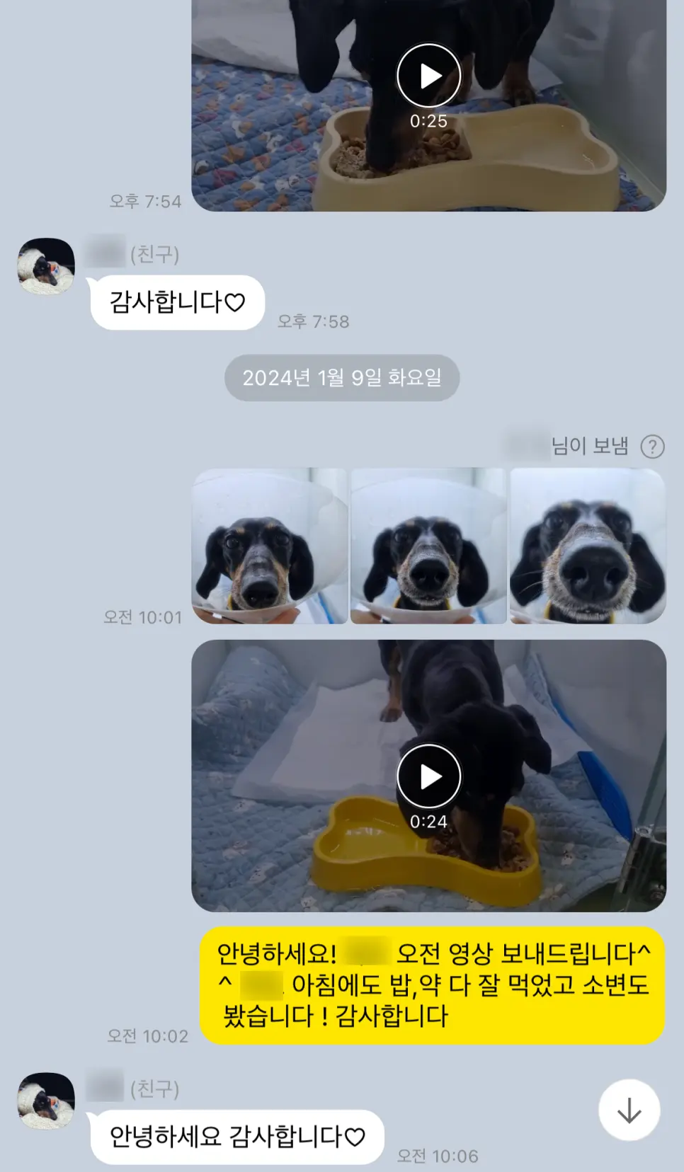 12살 강아지 유선종양 전체 적출 수술했어요