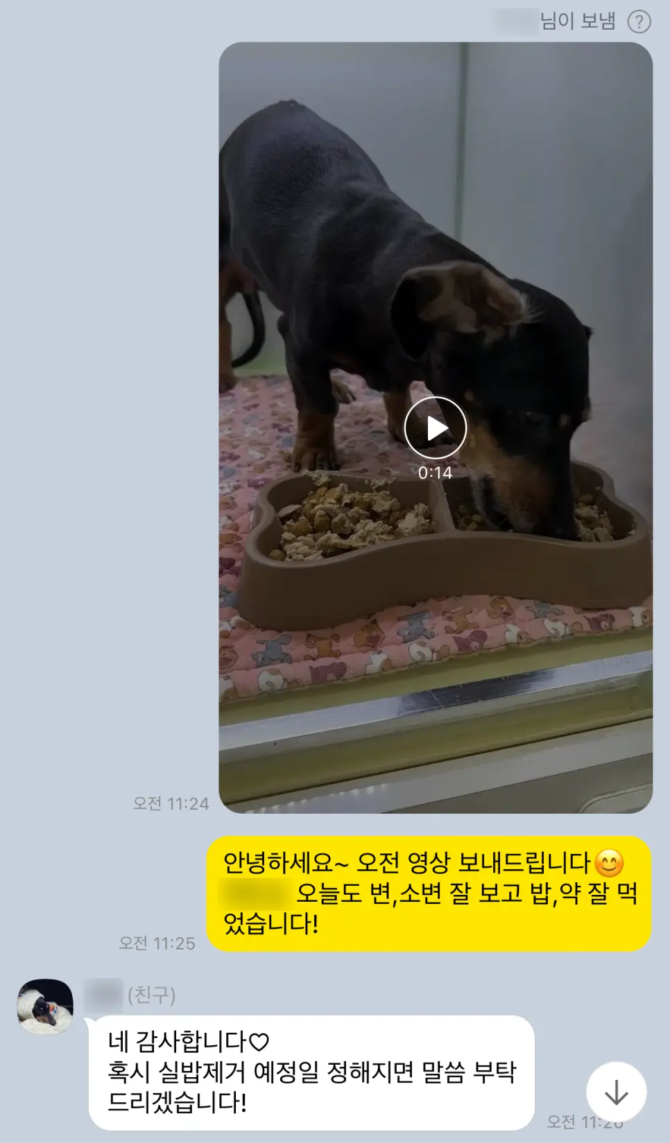12살 강아지 유선종양 전체 적출 수술했어요