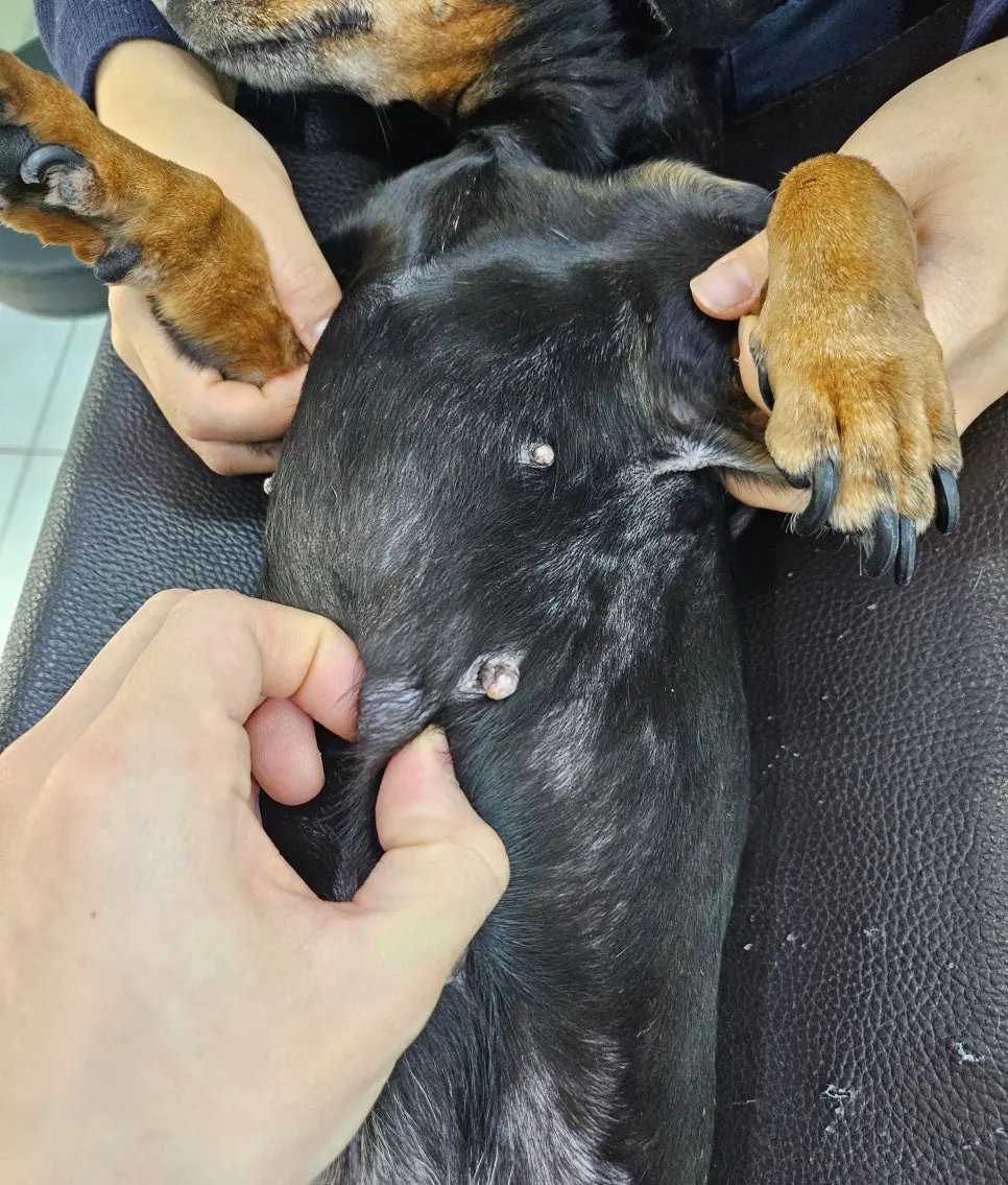 12살 강아지 유선종양 전체 적출 수술했어요