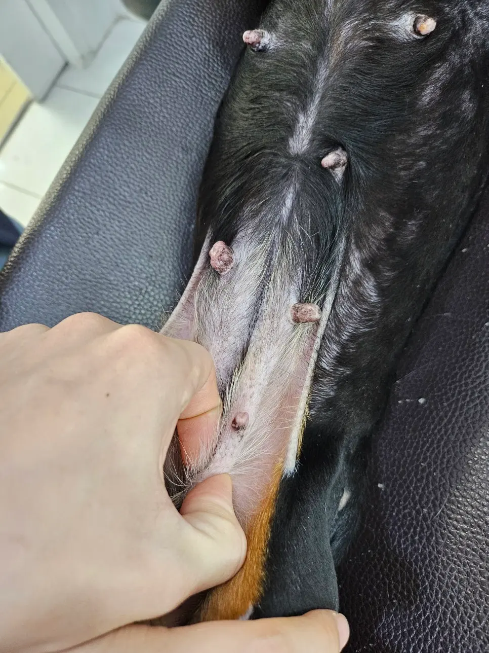 12살 강아지 유선종양 전체 적출 수술했어요