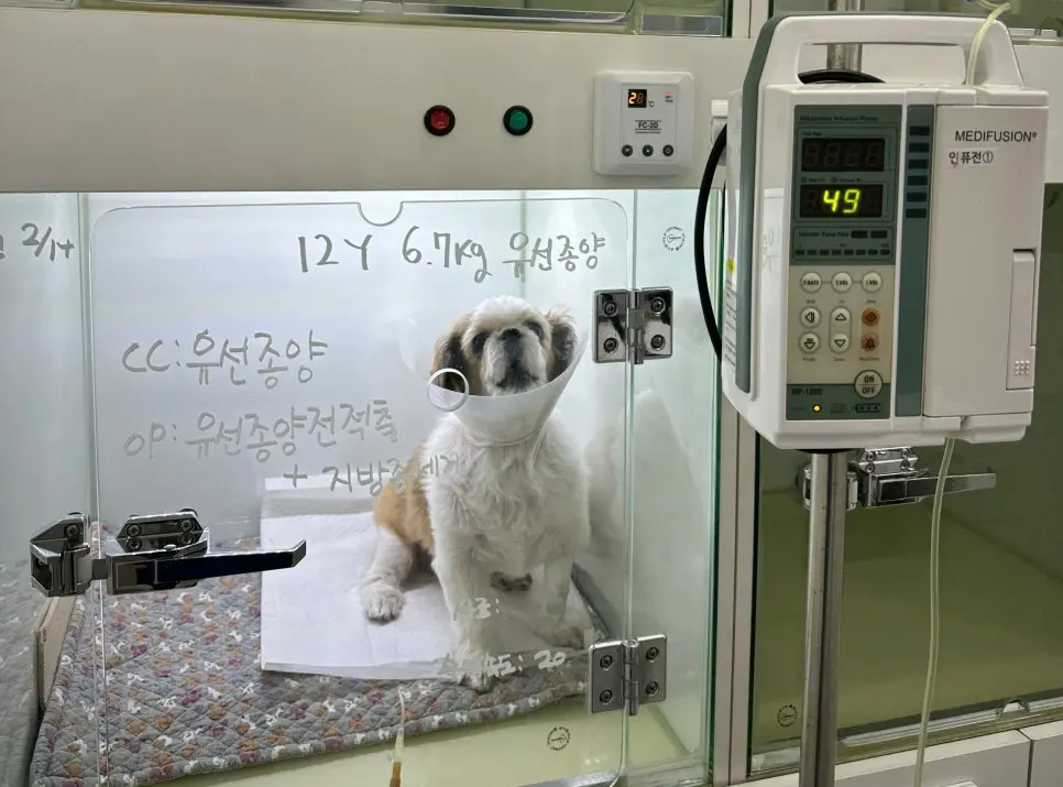 12살 강아지 유선종양 전적출 수술했어요.