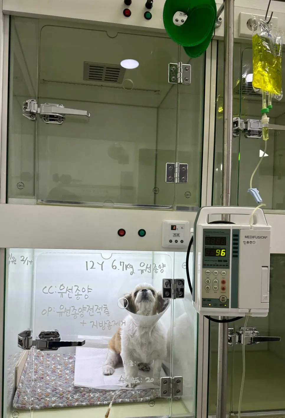 12살 강아지 유선종양 전적출 수술했어요.