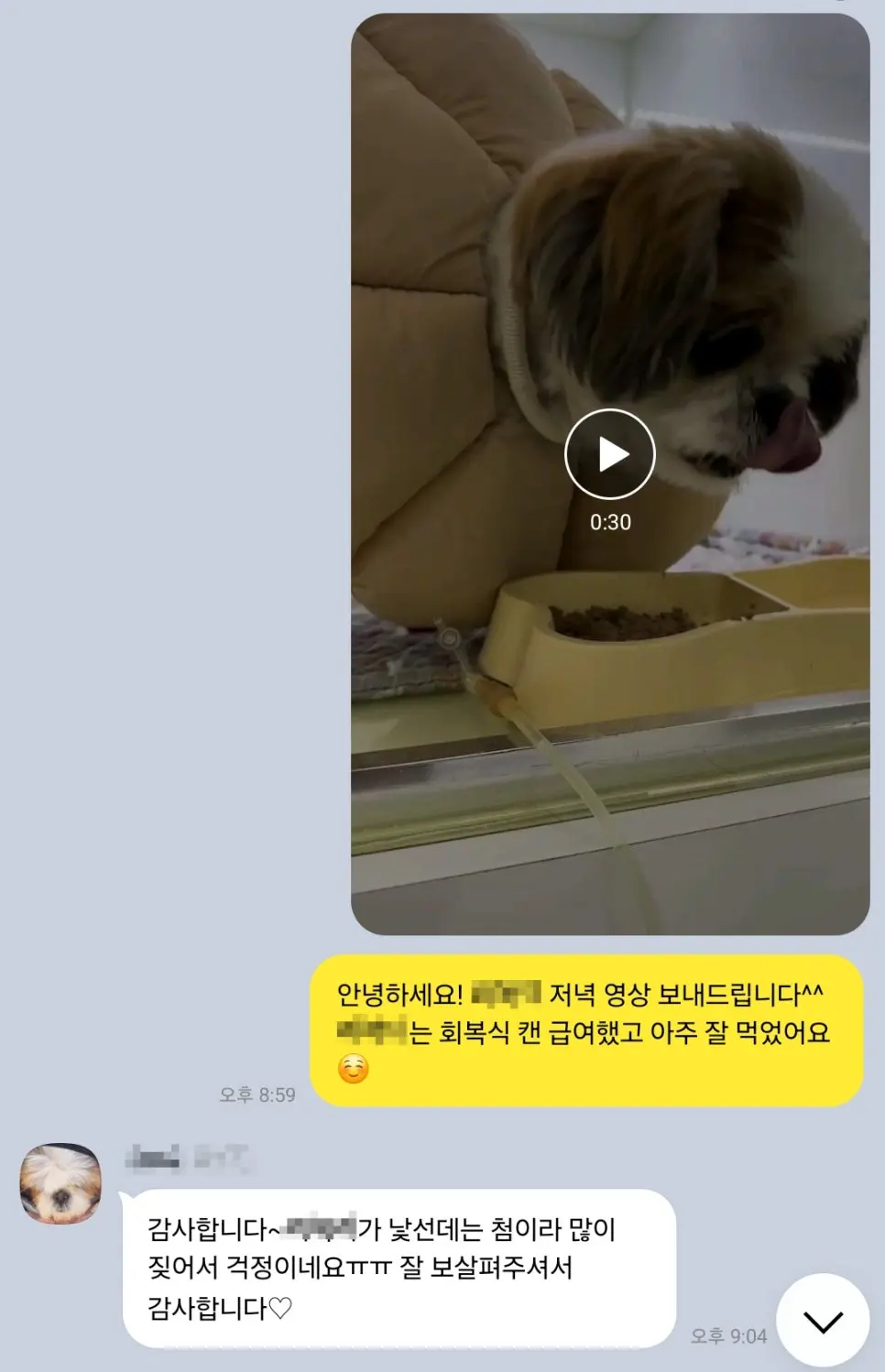 12살 강아지 유선종양 전적출 수술했어요.