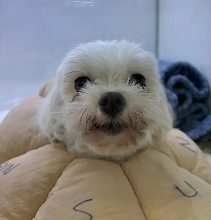 9살 강아지 유선종양 전체 적출 했어요.