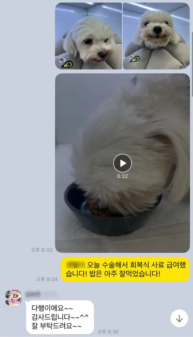 9살 강아지 유선종양 전체 적출 했어요.