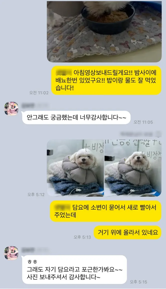 9살 강아지 유선종양 전체 적출 했어요.