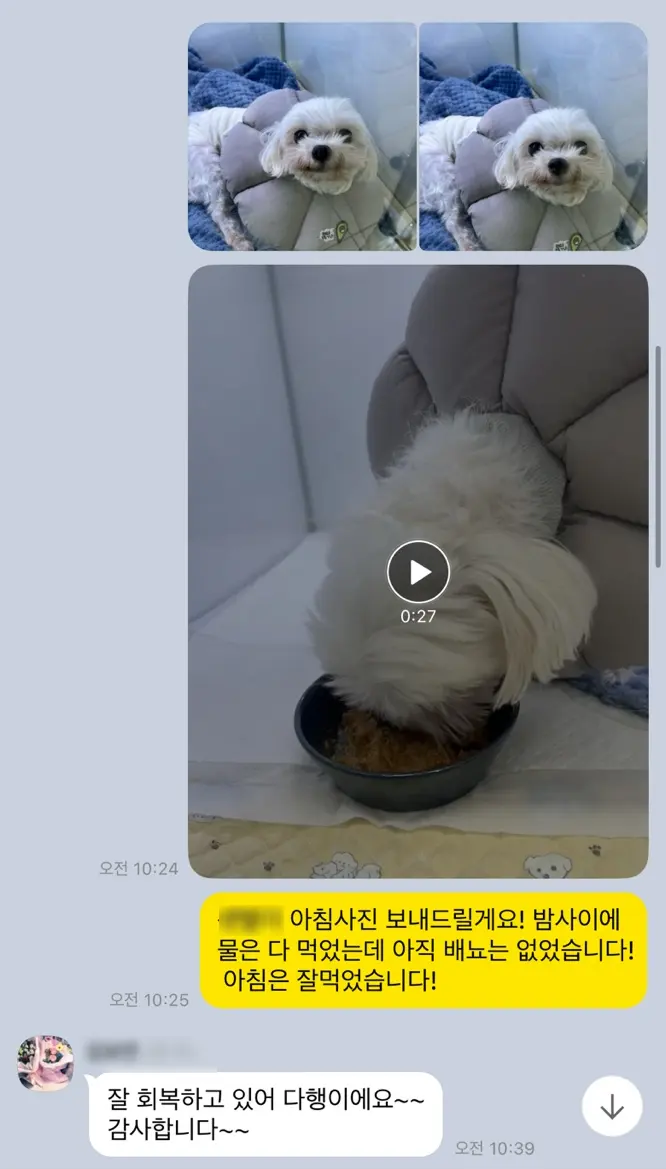 9살 강아지 유선종양 전체 적출 했어요.