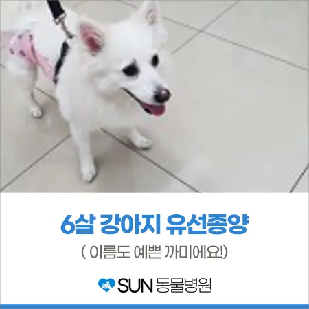 6살 강아지 유선종양