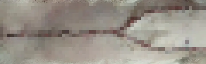 수술 부위 사진입니다