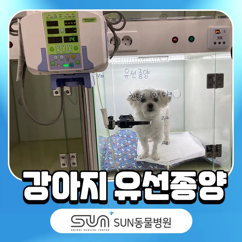 강아지 유선종양 배에혹이나 멍울이 잡힌다면