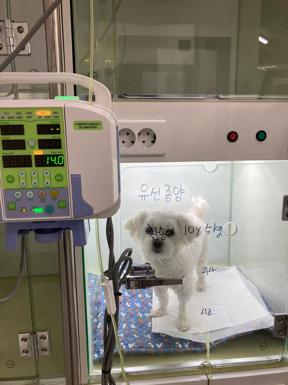 강아지 유선종양 배에혹이나 멍울이 잡힌다면