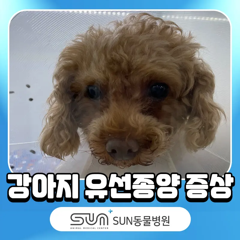 강아지유선종양증상 배에 혹이 생겼다면?