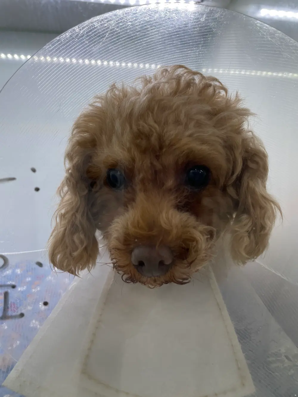 강아지유선종양증상 배에 혹이 생겼다면?