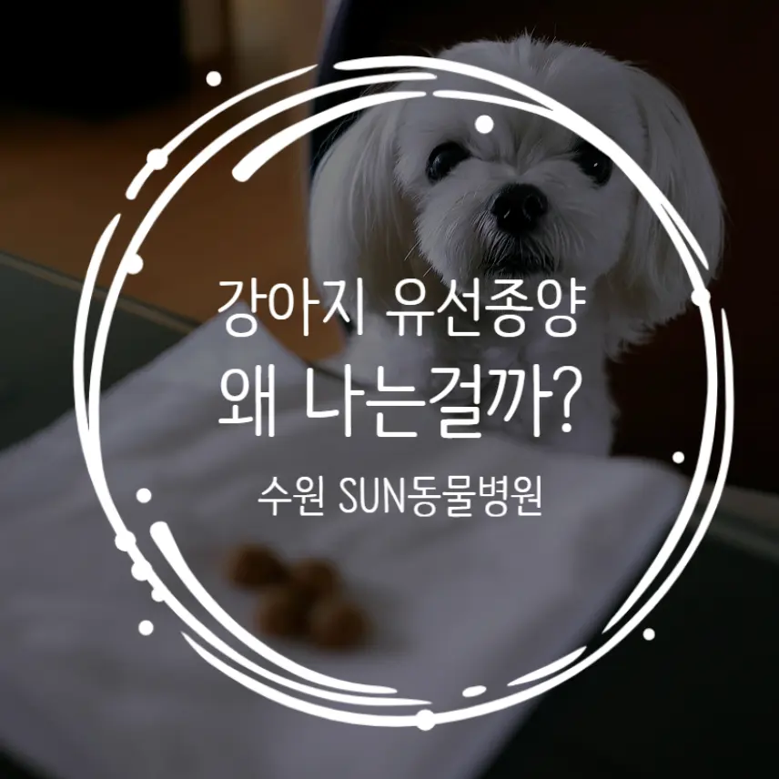 강아지 유선종양 원인 꼭 알고가세요