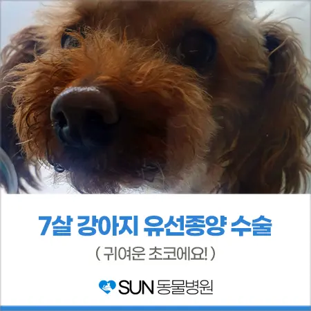 7살 강아지 유선종양 초코