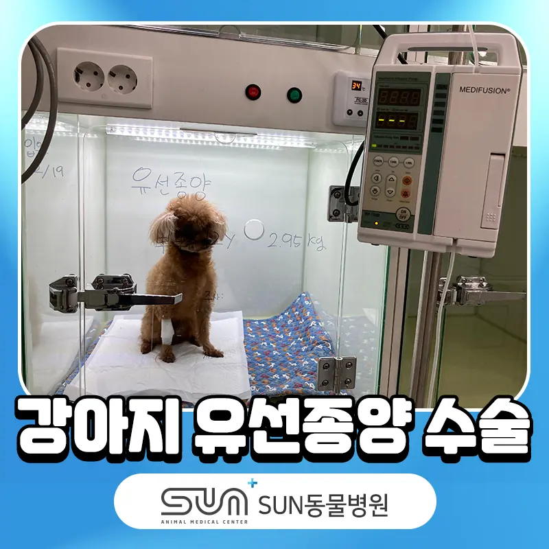 강아지 유선종양 수술비용 및 수술 방법은?