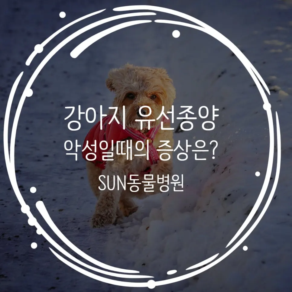 강아지 유선종양 악성일 때 나타나는 신호