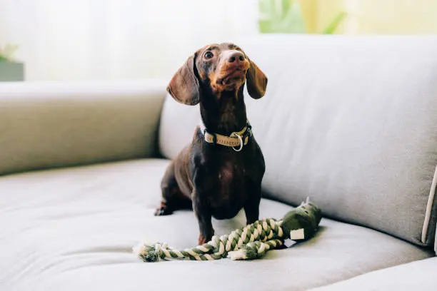 강아지 유선종양 악성일 때 나타나는 신호