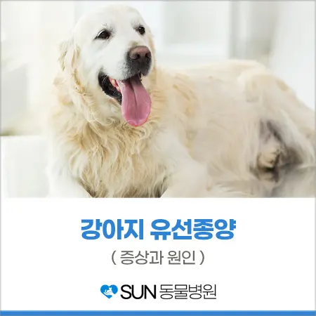 혹시 내 반려견도 유선종양일까요?