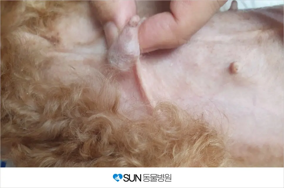 혹시 내 반려견도 유선종양일까요?