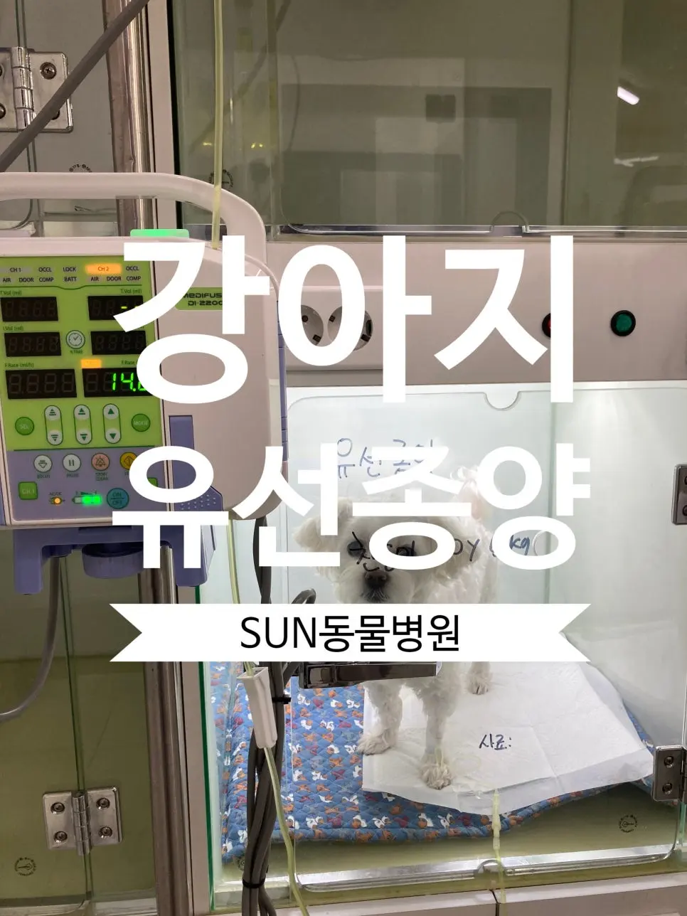 강아지 유선종양 수술 사례
