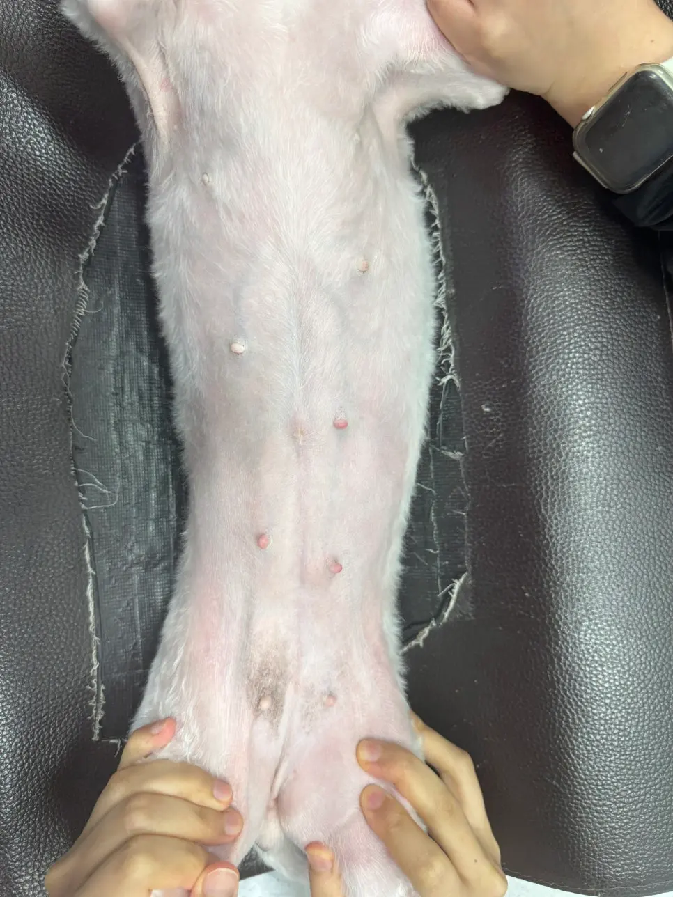 강아지 유선종양 수술 병원선택전 참고할 3가지 케이스