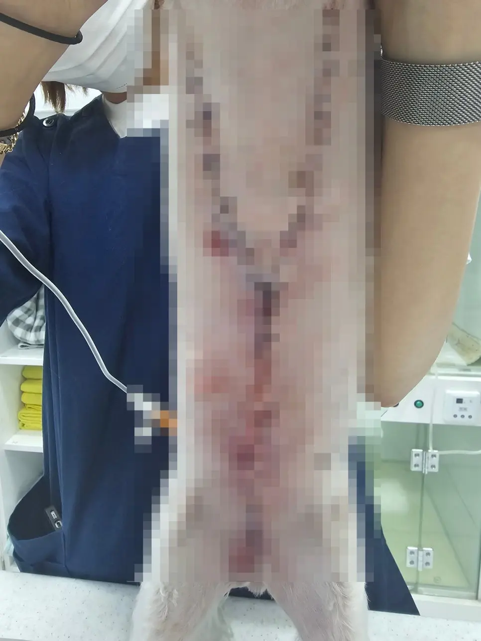 강아지 유선종양 수술 병원선택전 참고할 3가지 케이스
