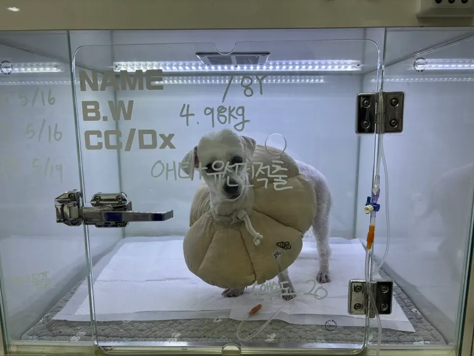 강아지 유선종양 수술 병원선택전 참고할 3가지 케이스
