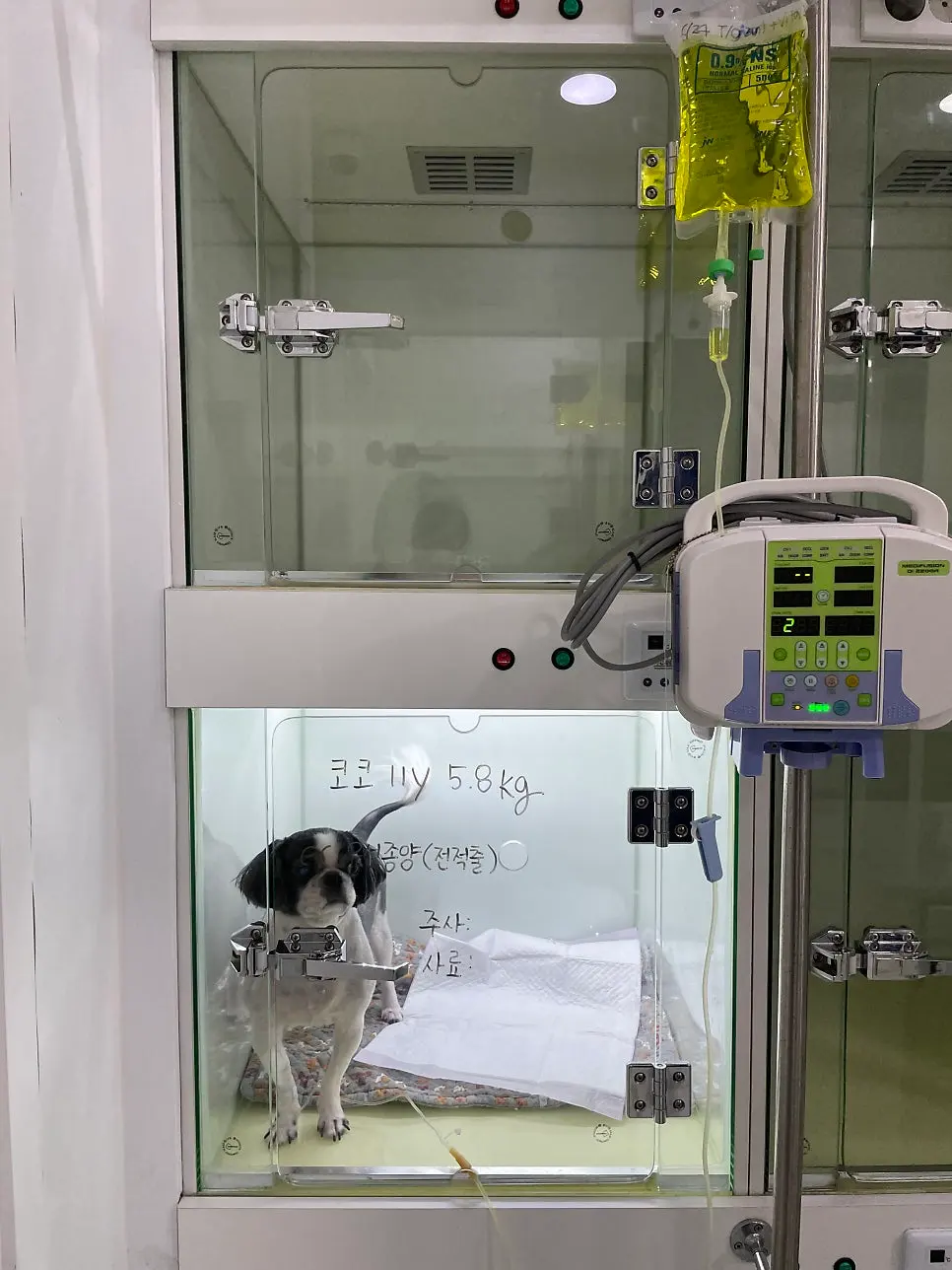 강아지 유선종양 수술 병원선택전 참고할 3가지 케이스