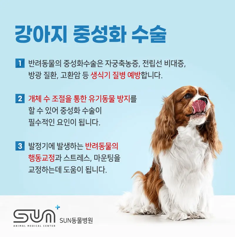 강아지 중성화 수술이유 발정 스트레스 해소 및 질병 예방을 위해