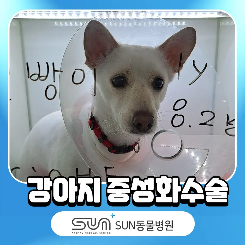 강아지 중성화 수술이유 발정 스트레스 해소 및 질병 예방을 위해