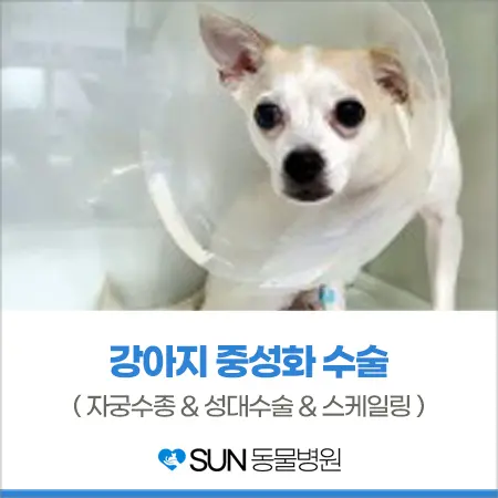 5살 강아지 중성화 수술/자궁수종/성대 수술/스케일링
