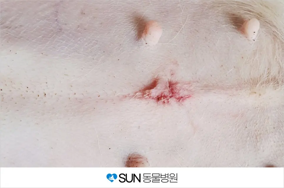 5살 강아지 중성화 수술/자궁수종/성대 수술/스케일링