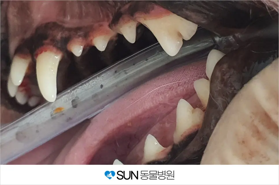 5살 강아지 중성화 수술/자궁수종/성대 수술/스케일링