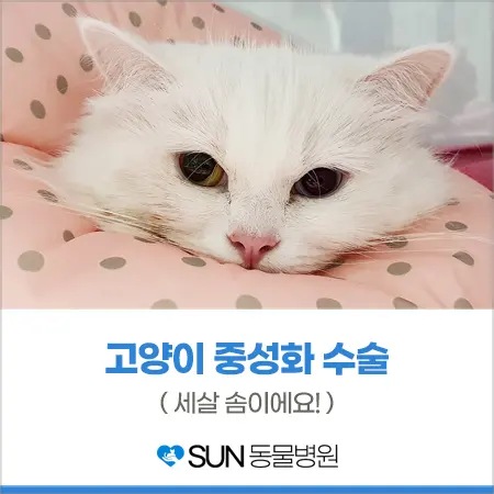 세 살 솜이의 중성화 수술 후기