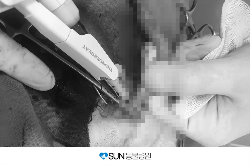 세 살 솜이의 중성화 수술 후기
