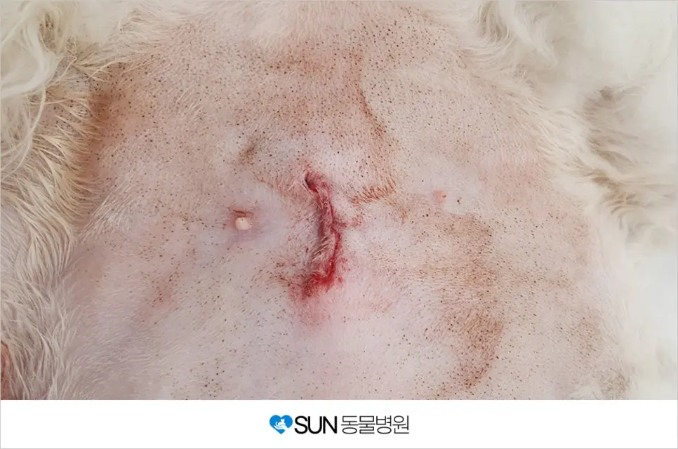 세 살 솜이의 중성화 수술 후기