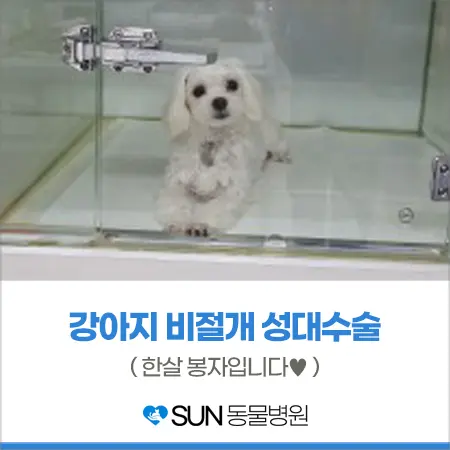 1살 강아지 비절개 성대수술(목소리줄임수술)