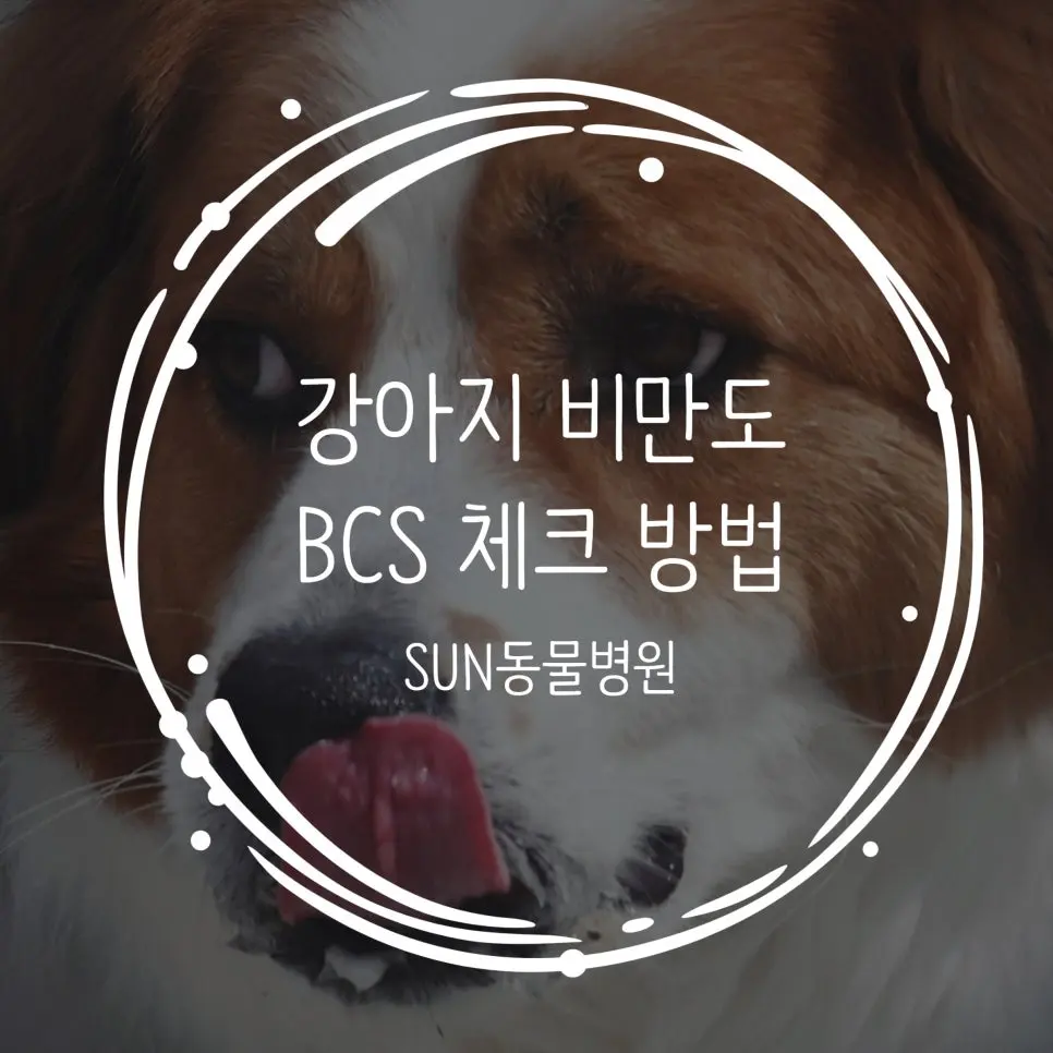 강아지 비만도(BCS) 체크, 우리 아이 몸은 제대로 알고 계시나요?